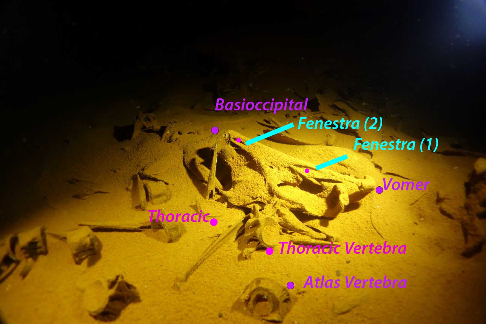 Annotated photograph of ancient fish skull bones found in Giant Cave, Belize